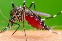 BỆNH CHIKUNGUNYA